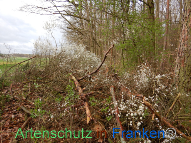 © Artenschutz in Franken® Bild zum Eintrag (1102649-160)