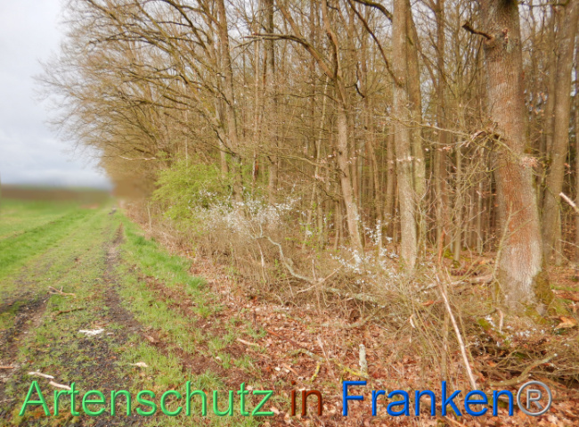 © Artenschutz in Franken® Bild zum Eintrag (1102650-160)
