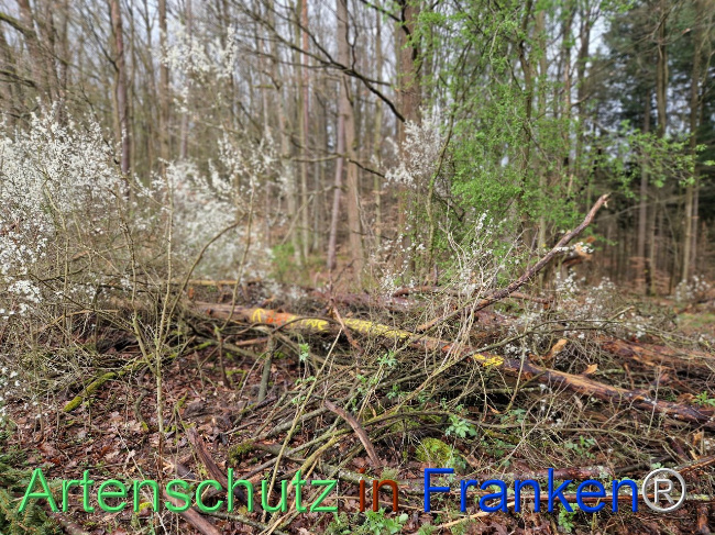 © Artenschutz in Franken® Bild zum Eintrag (1102657-160)