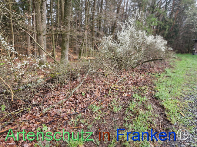 © Artenschutz in Franken® Bild zum Eintrag (1102658-160)