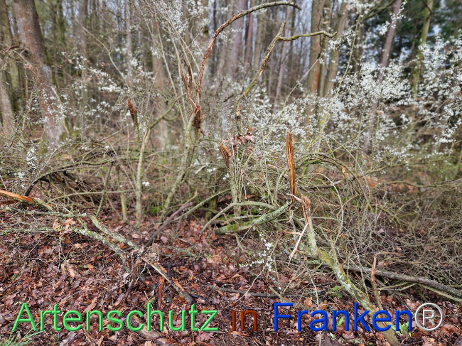 © Artenschutz in Franken® Bild zum Eintrag (1102659-160)