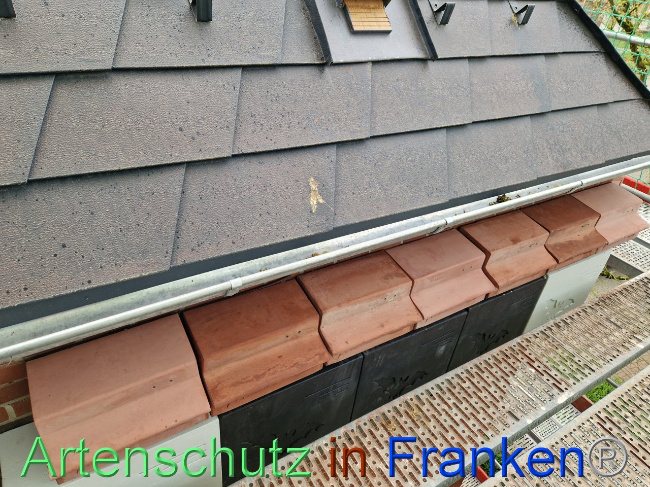 © Artenschutz in Franken® Bild zum Eintrag (1102863-160)