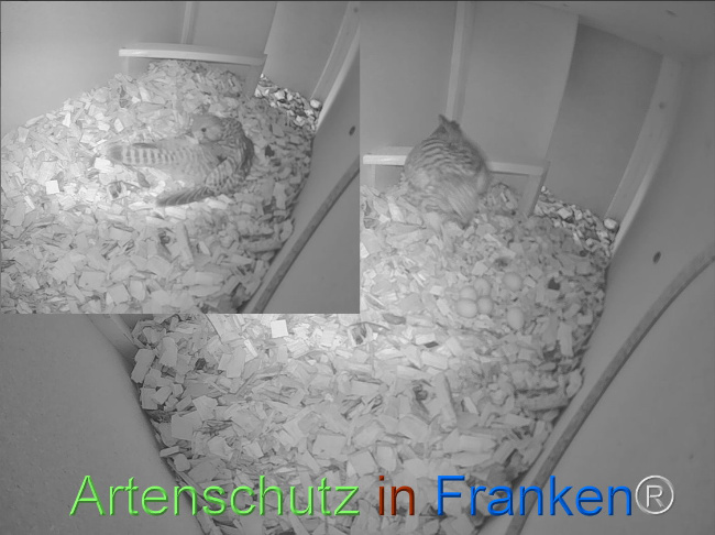© Artenschutz in Franken® Bild zum Eintrag (1103319-160)