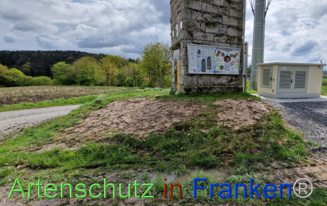 © Artenschutz in Franken® Bild zum Eintrag (1103352-160)
