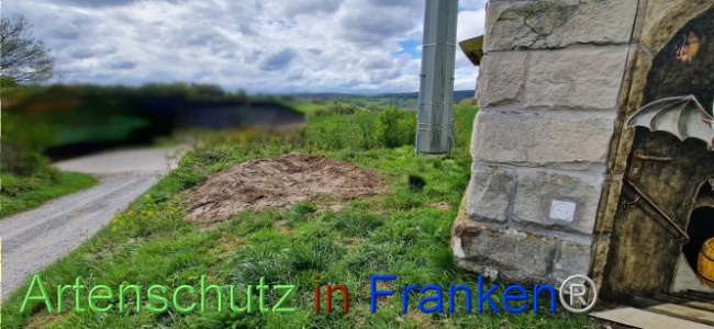 © Artenschutz in Franken® Bild zum Eintrag (1103354-160)