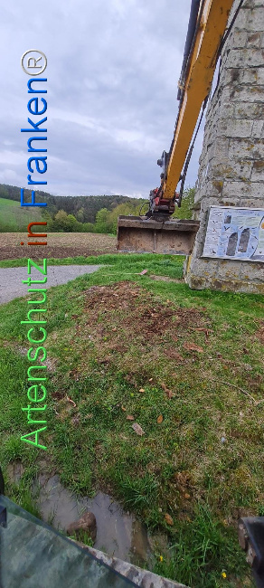 © Artenschutz in Franken® Bild zum Eintrag (1103492-160)