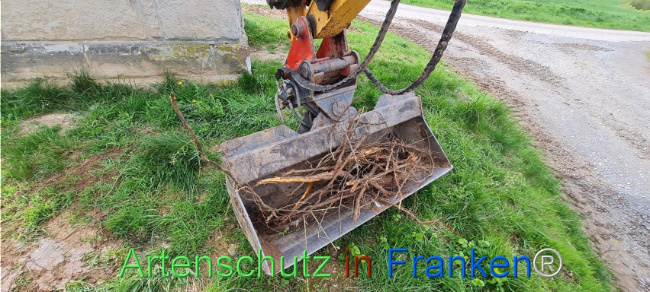 © Artenschutz in Franken® Bild zum Eintrag (1103495-160)