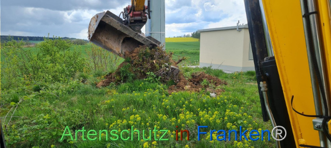 © Artenschutz in Franken® Bild zum Eintrag (1103499-160)