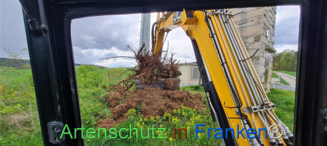© Artenschutz in Franken® Bild zum Eintrag (1103501-160)