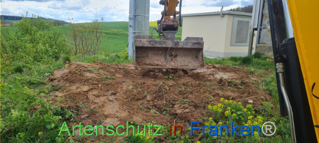 © Artenschutz in Franken® Bild zum Eintrag (1103503-160)