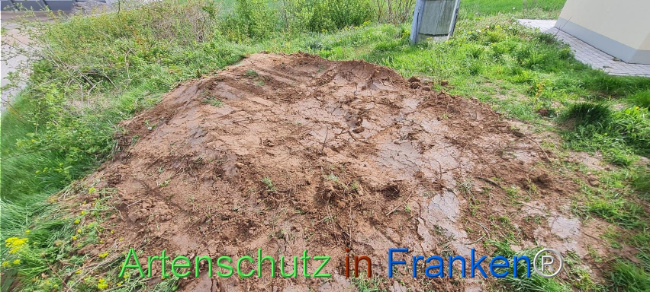 © Artenschutz in Franken® Bild zum Eintrag (1103504-160)