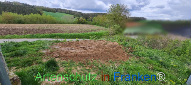 © Artenschutz in Franken® Bild zum Eintrag (1103507-160)