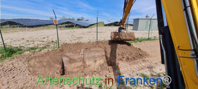 © Artenschutz in Franken® Bild zum Eintrag (1103541-160)