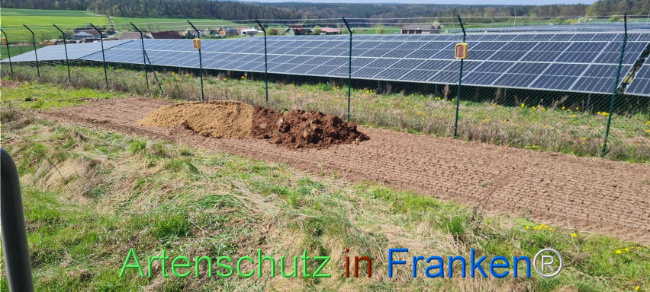 © Artenschutz in Franken® Bild zum Eintrag (1103551-160)