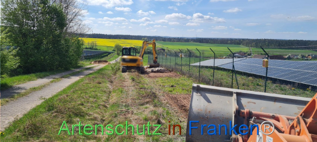 © Artenschutz in Franken® Bild zum Eintrag (1103553-160)