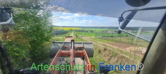 © Artenschutz in Franken® Bild zum Eintrag (1103559-160)