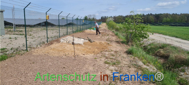 © Artenschutz in Franken® Bild zum Eintrag (1103569-160)