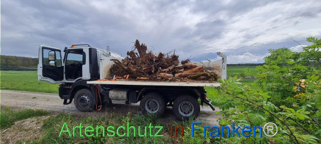© Artenschutz in Franken® Bild zum Eintrag (1103572-160)