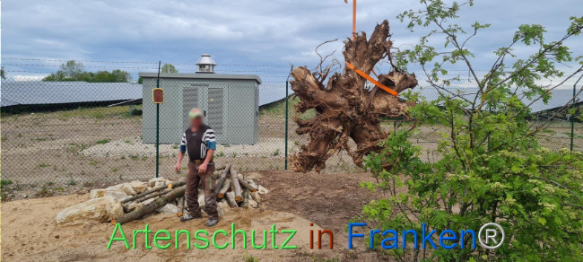 © Artenschutz in Franken® Bild zum Eintrag (1103577-160)