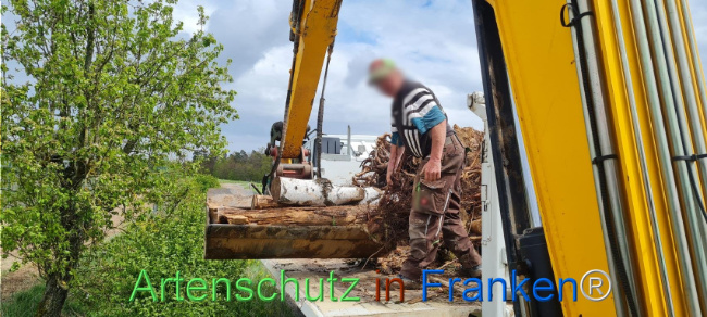 © Artenschutz in Franken® Bild zum Eintrag (1103578-160)