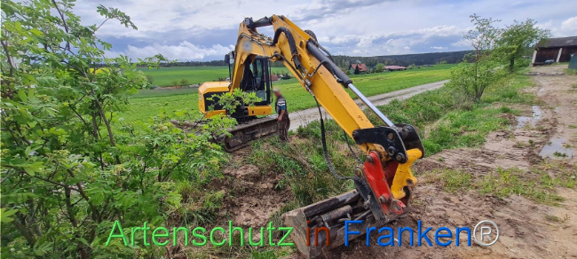 © Artenschutz in Franken® Bild zum Eintrag (1103579-160)