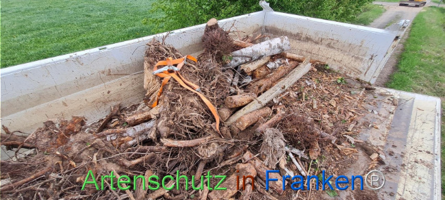 © Artenschutz in Franken® Bild zum Eintrag (1103581-160)