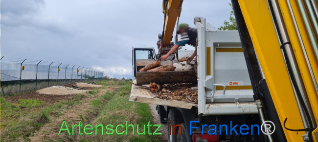 © Artenschutz in Franken® Bild zum Eintrag (1103582-160)
