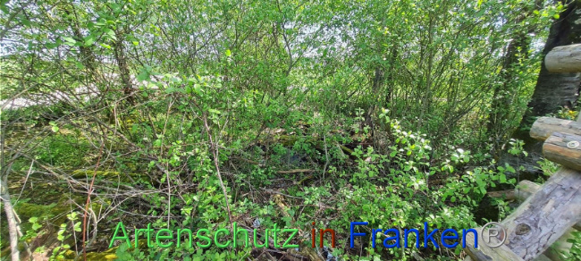 © Artenschutz in Franken® Bild zum Eintrag (1103650-160)