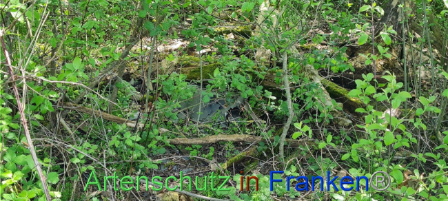 © Artenschutz in Franken® Bild zum Eintrag (1103651-160)