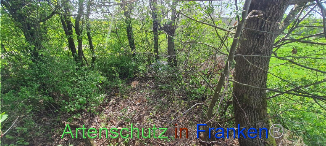 © Artenschutz in Franken® Bild zum Eintrag (1103652-160)