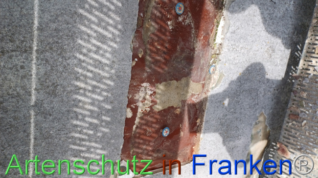 © Artenschutz in Franken® Bild zum Eintrag (1103764-160)