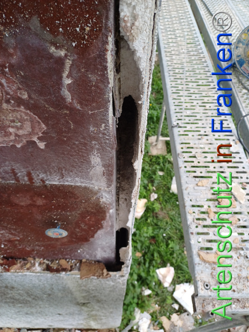 © Artenschutz in Franken® Bild zum Eintrag (1103765-160)