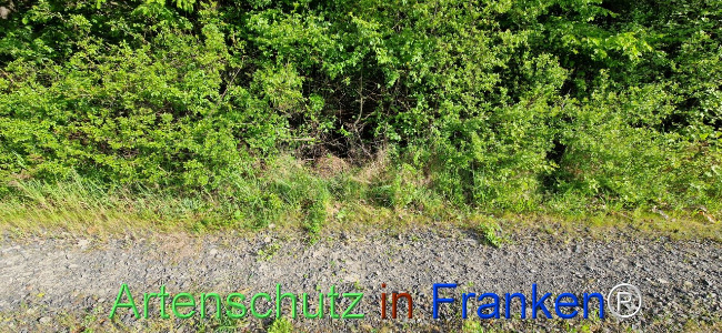 © Artenschutz in Franken® Bild zum Eintrag (1104007-160)