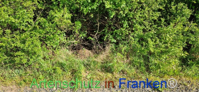 © Artenschutz in Franken® Bild zum Eintrag (1104012-160)