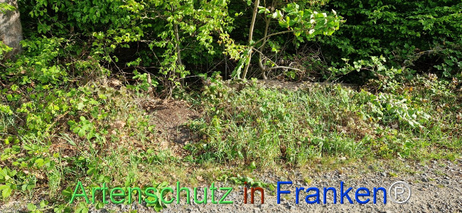 © Artenschutz in Franken® Bild zum Eintrag (1104017-160)