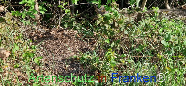© Artenschutz in Franken® Bild zum Eintrag (1104018-160)