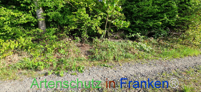 © Artenschutz in Franken® Bild zum Eintrag (1104021-160)