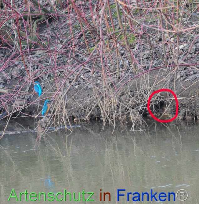 © Artenschutz in Franken® / Rolf Thiemann Bild zum Eintrag (1104120-160)