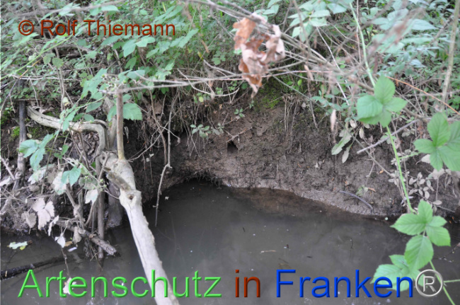 Bild zum Eintrag (1104126-160)