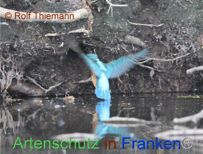 © Artenschutz in Franken® / Rolf Thiemann Bild zum Eintrag (1104129-160)