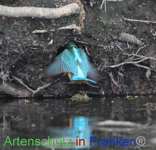 © Artenschutz in Franken® / Rolf Thiemann Bild zum Eintrag (1104130-160)