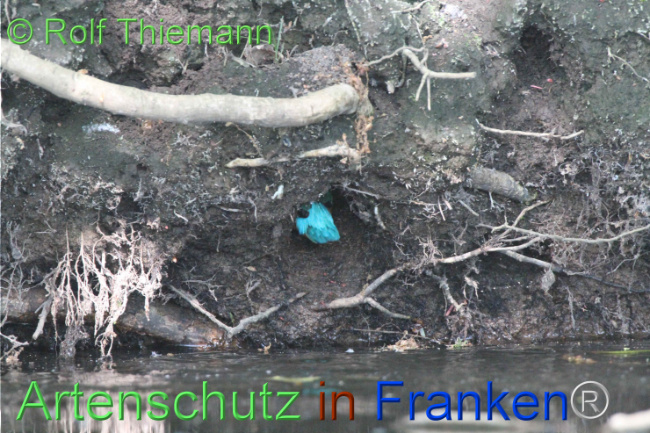 © Artenschutz in Franken® / Rolf Thiemann Bild zum Eintrag (1104131-160)