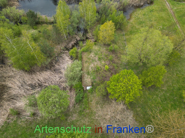 © Artenschutz in Franken® Bild zum Eintrag (1104173-160)