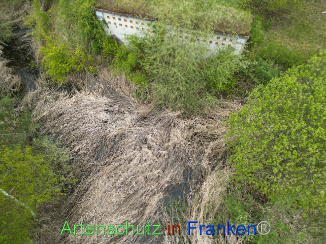 © Artenschutz in Franken® Bild zum Eintrag (1104177-160)