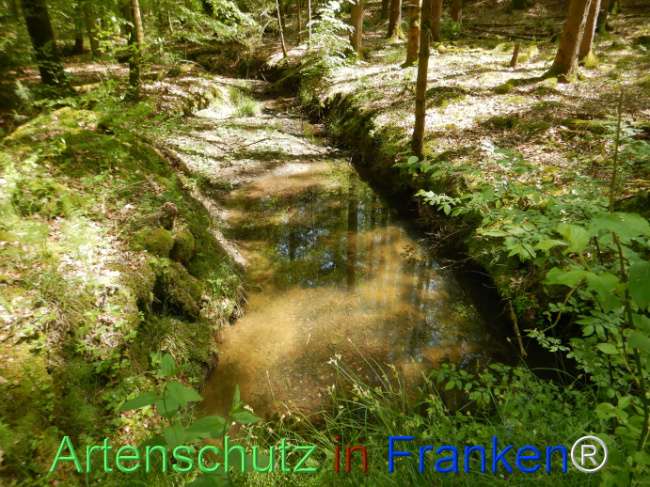 © Artenschutz in Franken® Bild zum Eintrag (1104486-160)