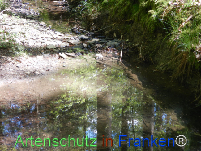© Artenschutz in Franken® Bild zum Eintrag (1104487-160)