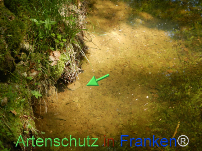 © Artenschutz in Franken® Bild zum Eintrag (1104492-160)