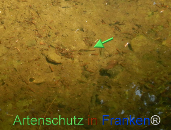© Artenschutz in Franken® Bild zum Eintrag (1104494-160)
