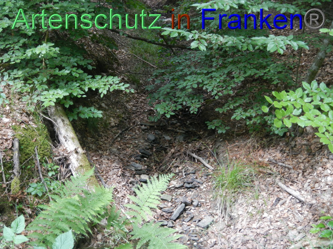 © Artenschutz in Franken® Bild zum Eintrag (1104497-160)