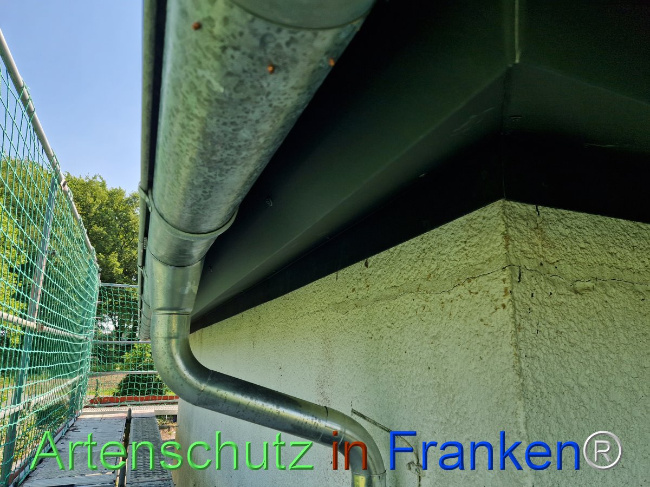 © Artenschutz in Franken® Bild zum Eintrag (1104578-160)